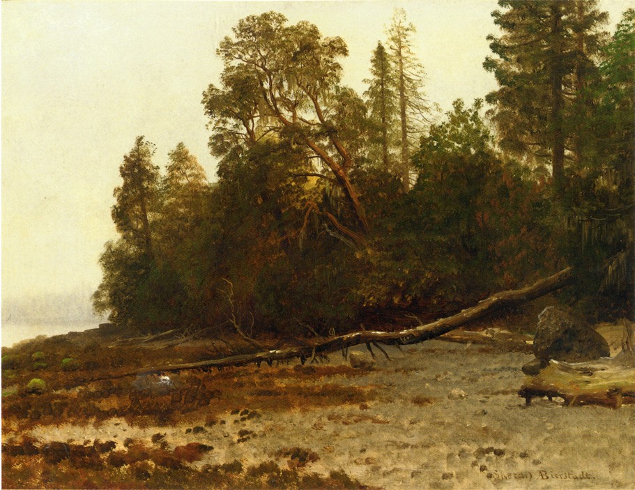 The Fallen Tree by Albert Bierstadt