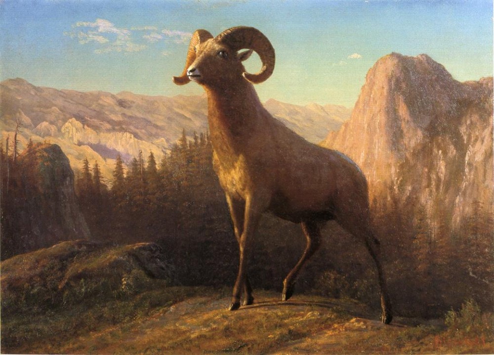 A Rocky Mountain Sheep Ovis Montana by Albert Bierstadt