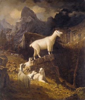 Rocky Mountain Goats by Albert Bierstadt