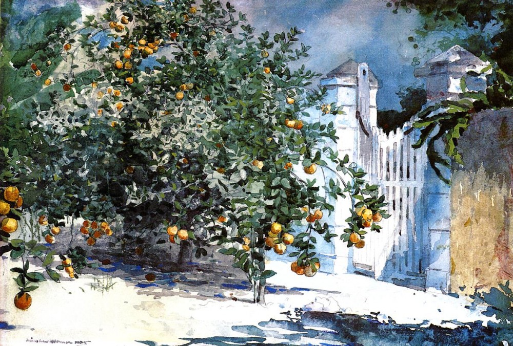 Orange Tree Nassau by Winslow Homer