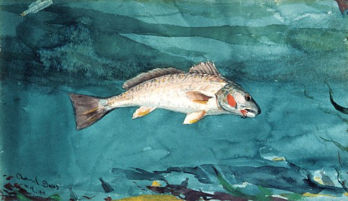 Channel Bass by Winslow Homer