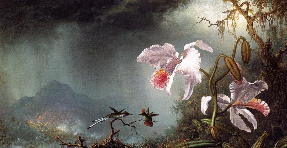Two Fighting Hummingbirds With Two Orchids by Martin Johnson Heade
