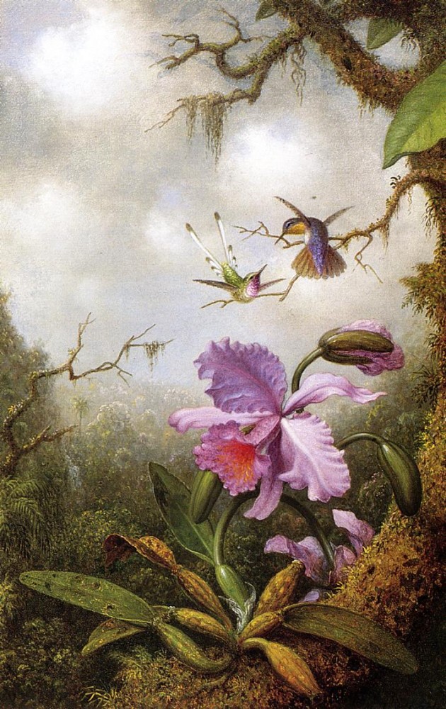 Two Hummingbirds And A Pink Orchid by Martin Johnson Heade