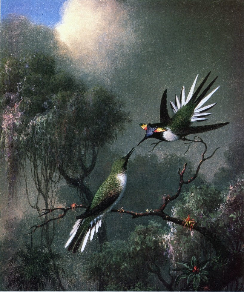 Two Hummingbirds Sun Gems by Martin Johnson Heade