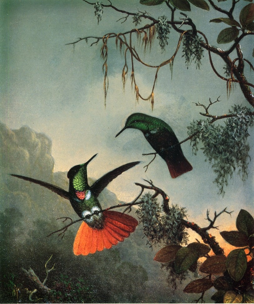 Two Hummingbirds by Martin Johnson Heade
