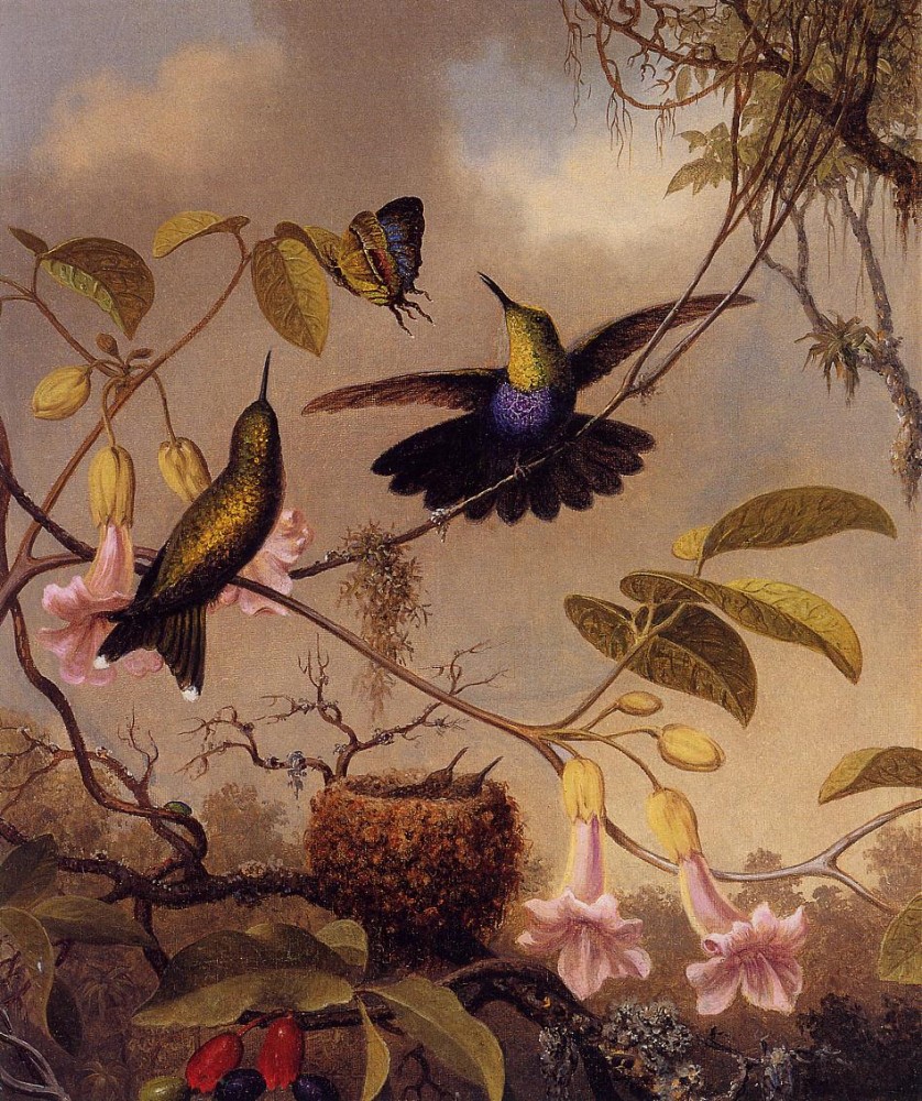 Fort Tailed Woodnymph by Martin Johnson Heade