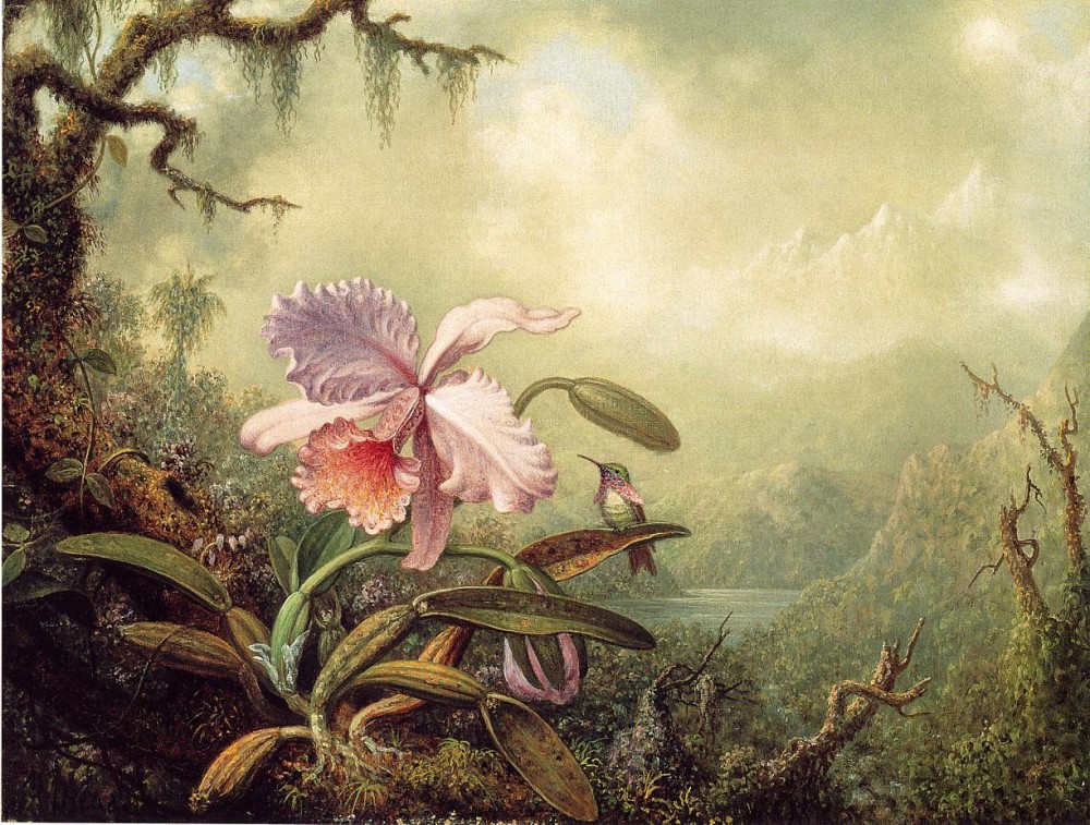 Heliodores Woodstar And A Pink Orchid by Martin Johnson Heade