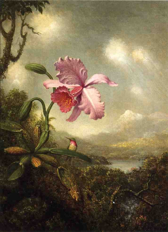 Hummingbird And Orchid Sun Breaking Through The Clouds by Martin Johnson Heade
