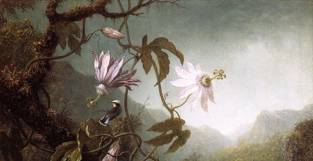 Hummingbird Perched Near Passion Flowers by Martin Johnson Heade