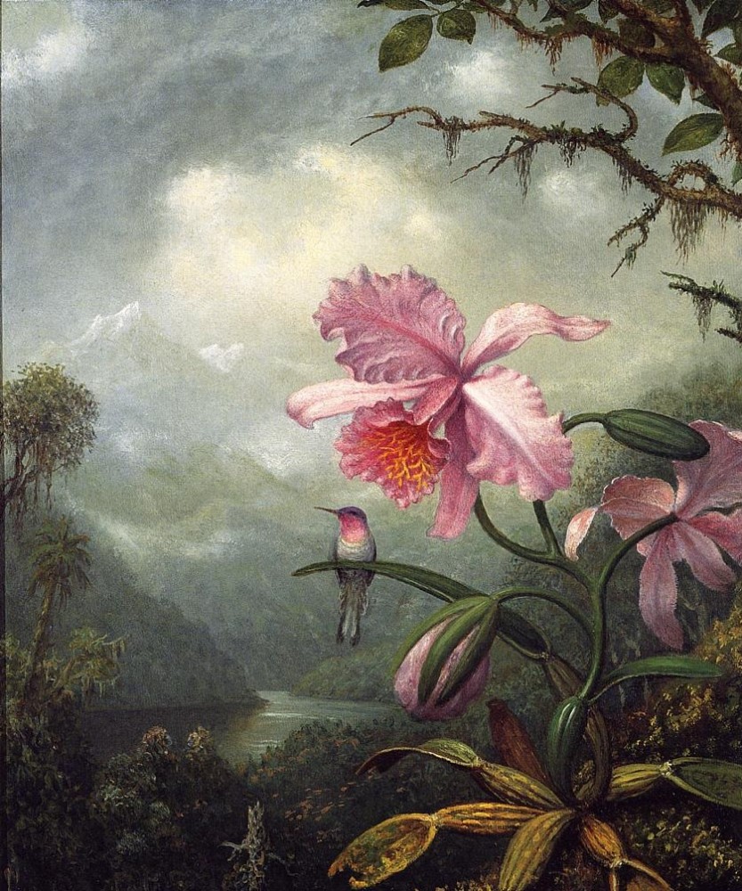 Hummingbird Perched On An Orchid Plant by Martin Johnson Heade