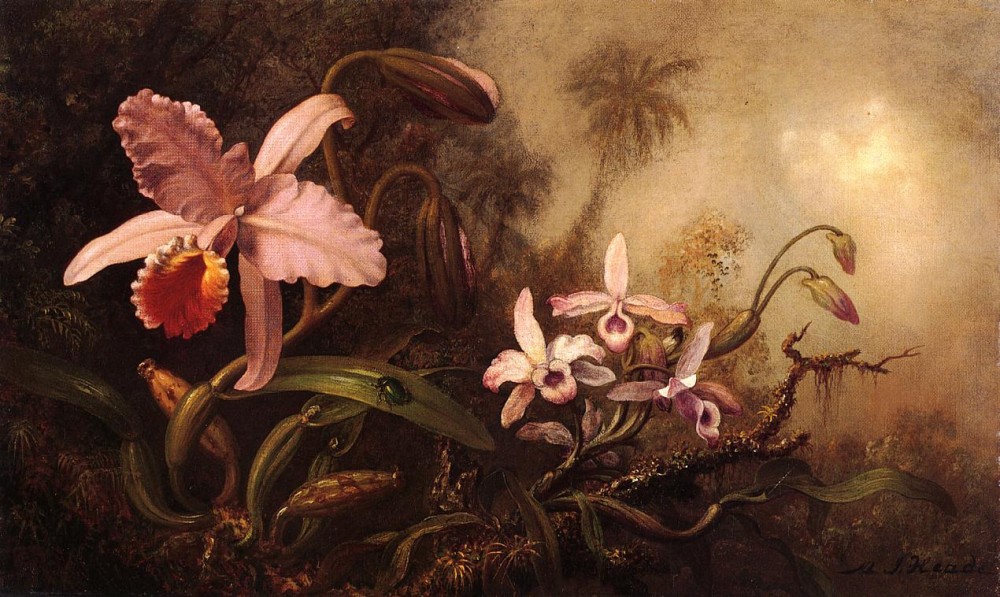 Orchids And A Beetle by Martin Johnson Heade