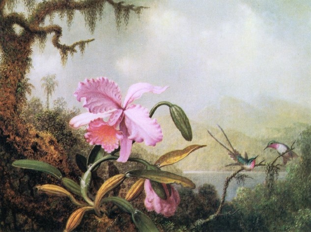 Orchids And Hummingbird Four by Martin Johnson Heade