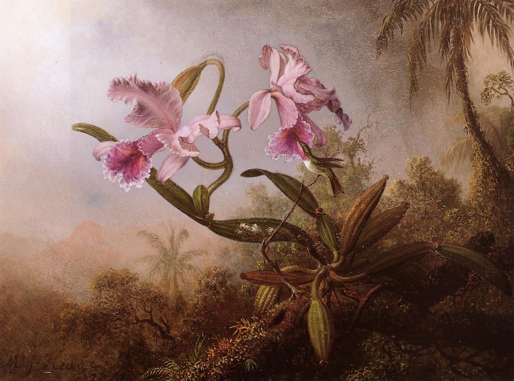 Orchids And Hummingbird Three by Martin Johnson Heade