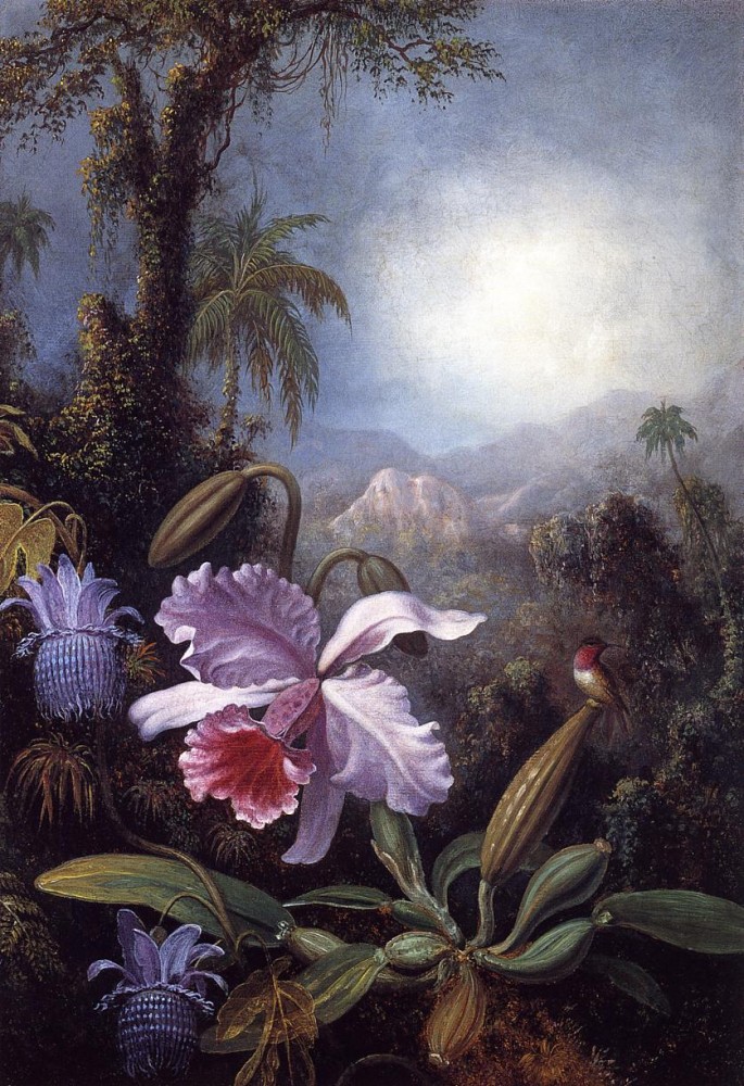 Orchids Passion Flowers And Hummingbird by Martin Johnson Heade