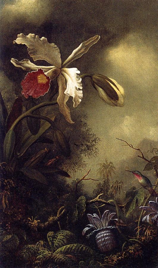 White Orchid And Hummingbird by Martin Johnson Heade