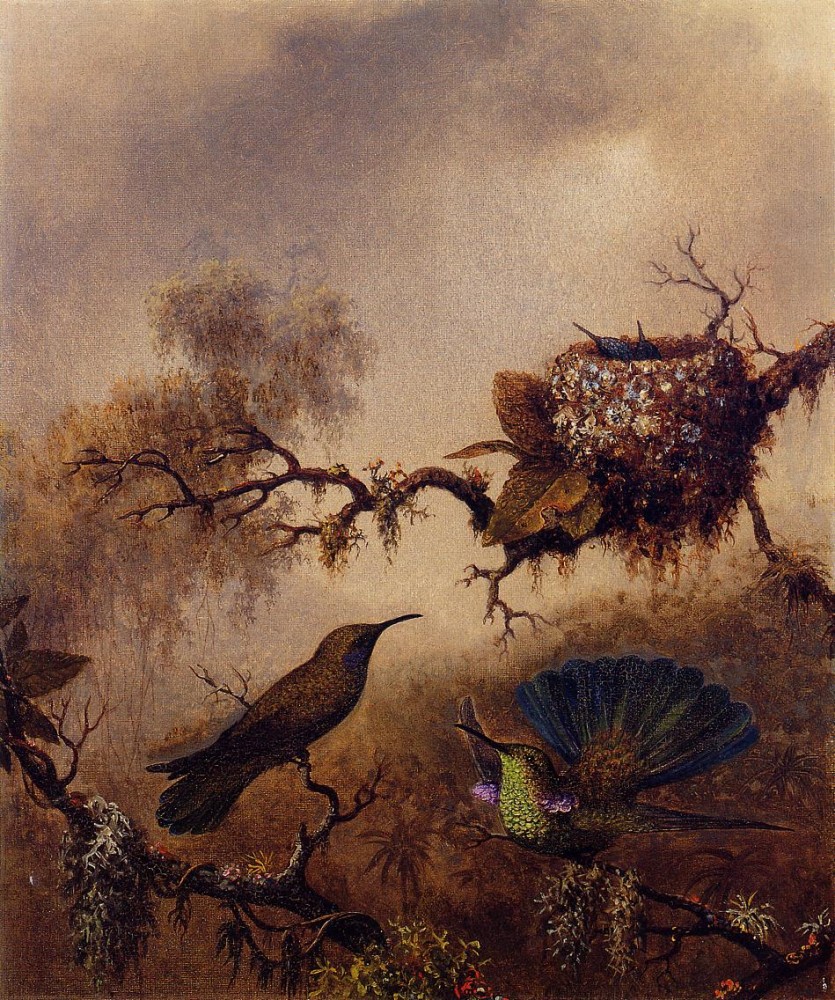 White Vented Violet Eared by Martin Johnson Heade