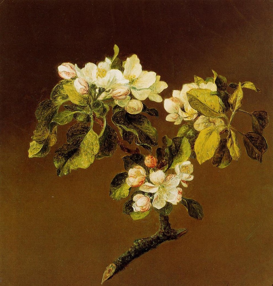 A Spray Of Apple Blossoms by Martin Johnson Heade