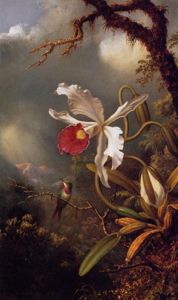 An Amethyst Hummingbird With A White Orchid by Martin Johnson Heade