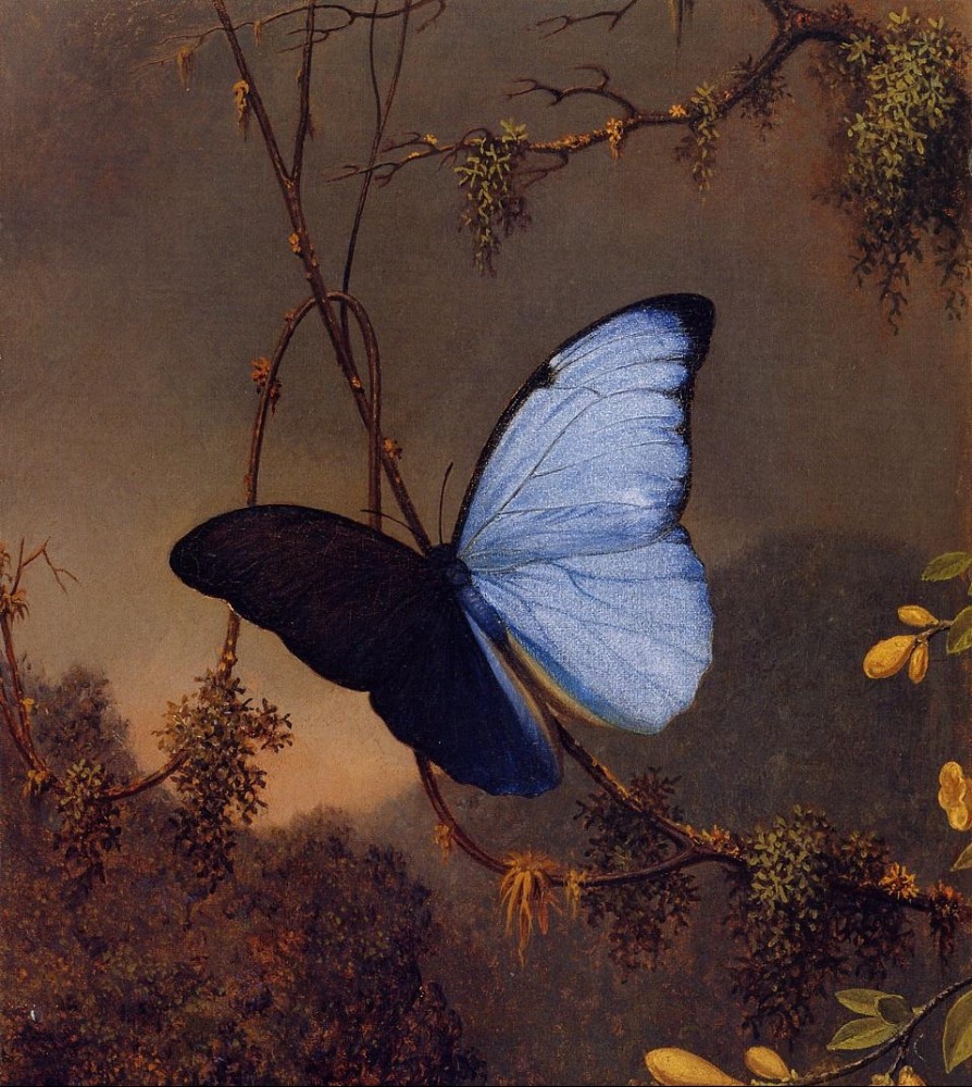 Blue Morpho Butterfly by Martin Johnson Heade