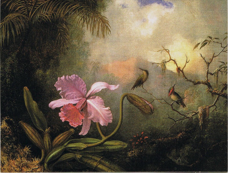 Carrleya Orchid With Two Hummingbirds by Martin Johnson Heade