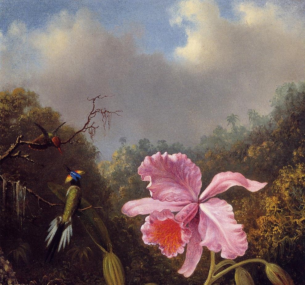 Fighting Hummingbirds With Pink Orchid by Martin Johnson Heade