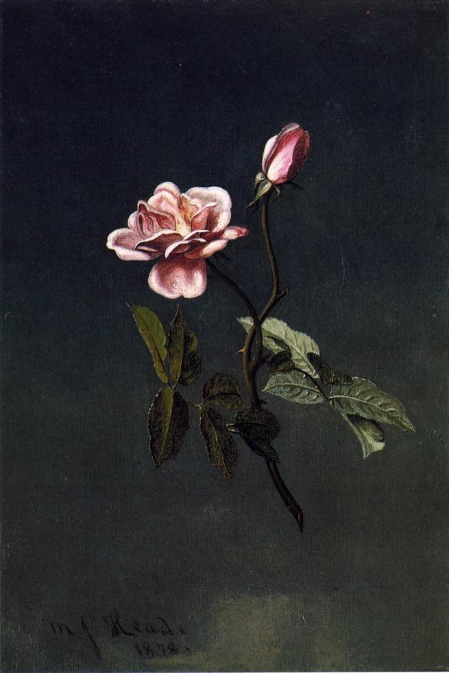 Pink Rose by Martin Johnson Heade