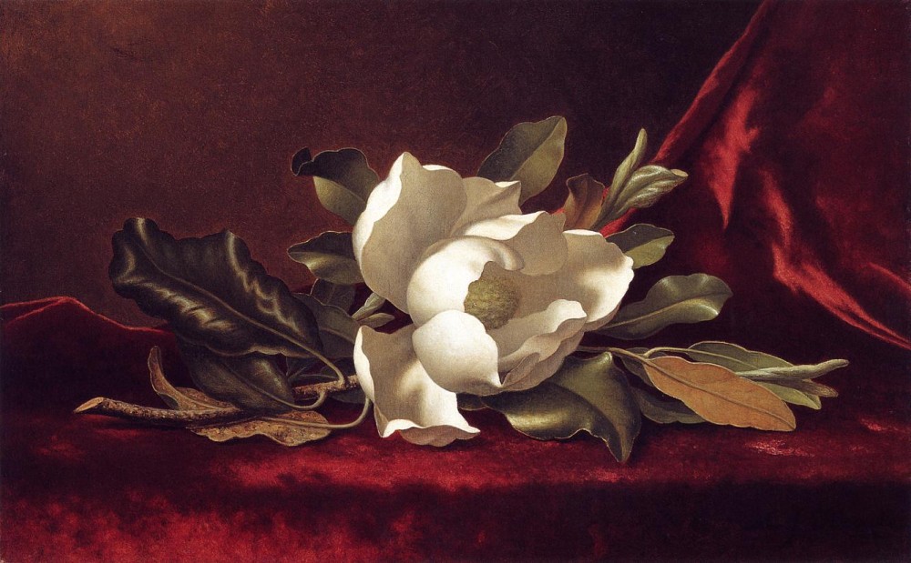 The Magnolia Blossom by Martin Johnson Heade