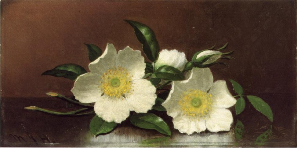 Two Cherokee Rose Blossoms On A Table by Martin Johnson Heade