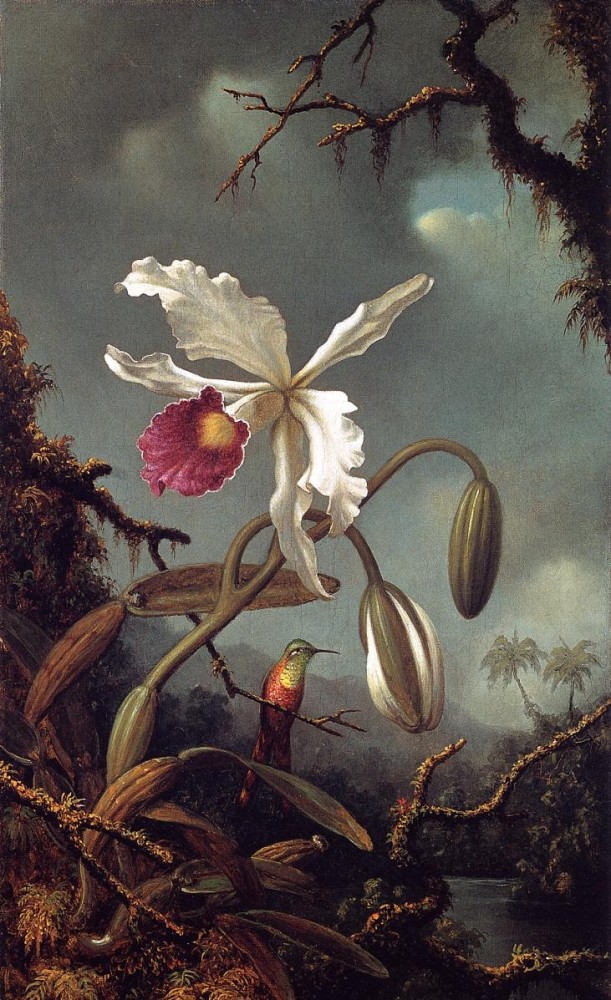 White Brazilian Orchid by Martin Johnson Heade
