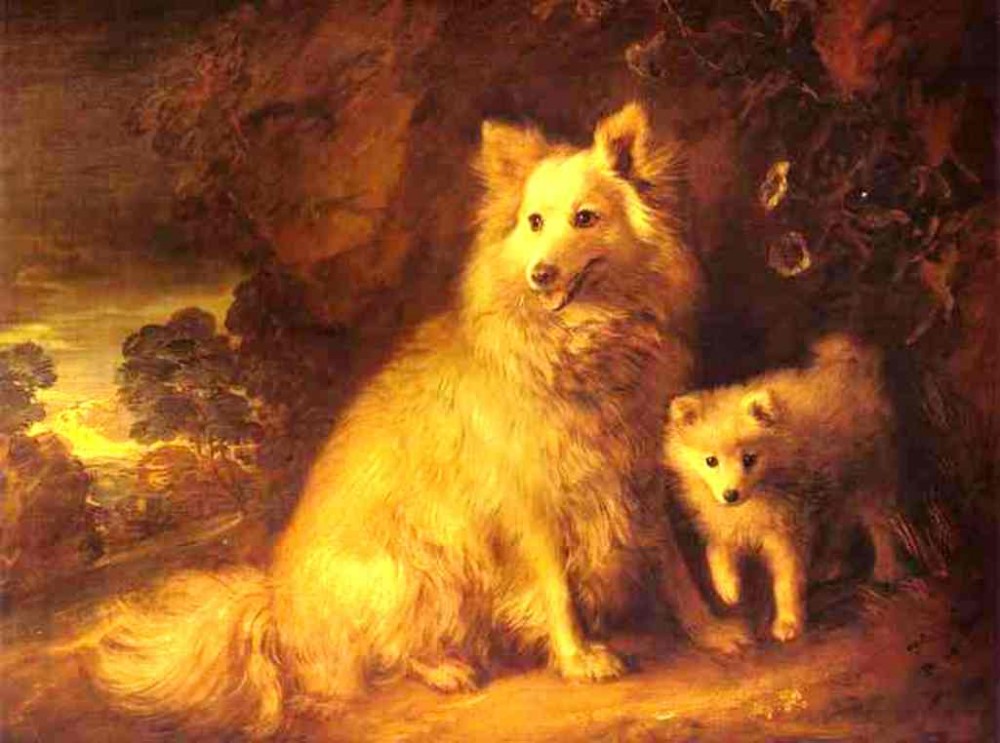 Pomeranian Bitch And Pup by Thomas Gainsborough