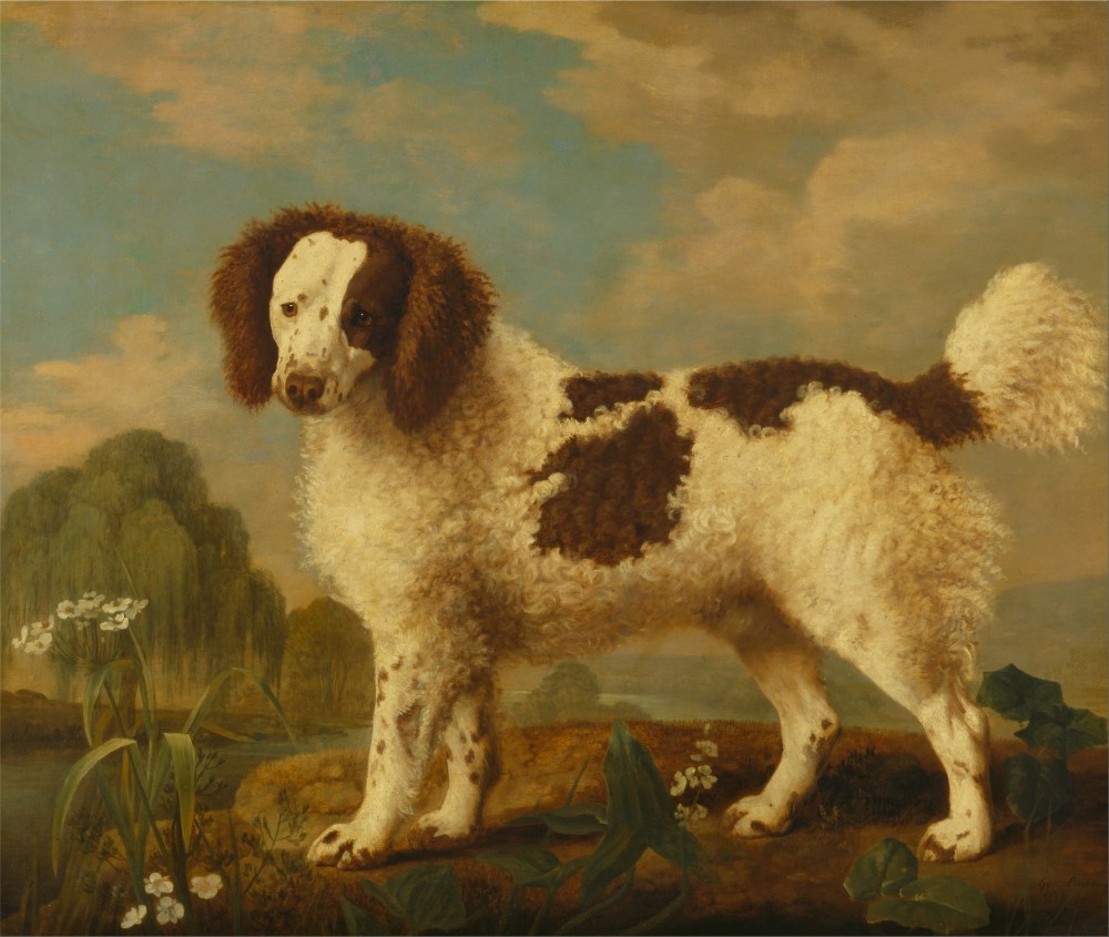 Brown and White Norfolk by George Stubbs